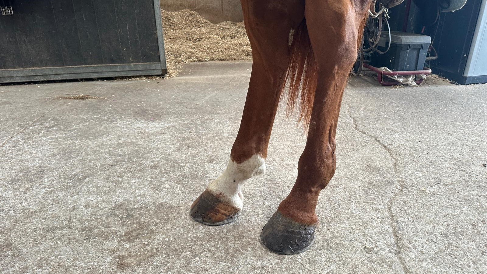 horse